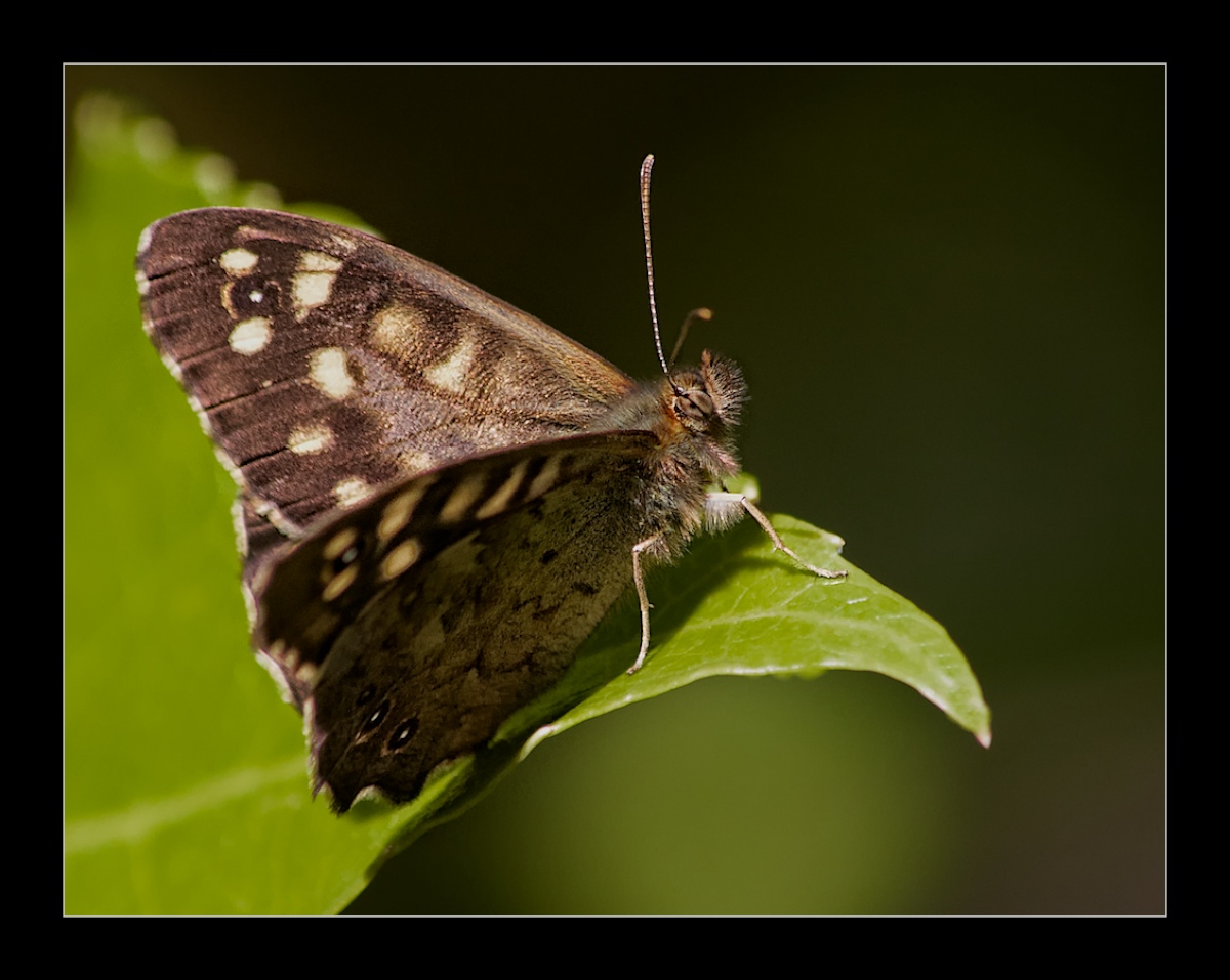 Basking