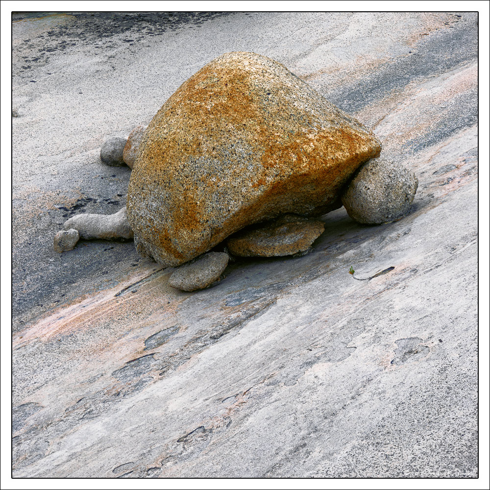 The Turtle