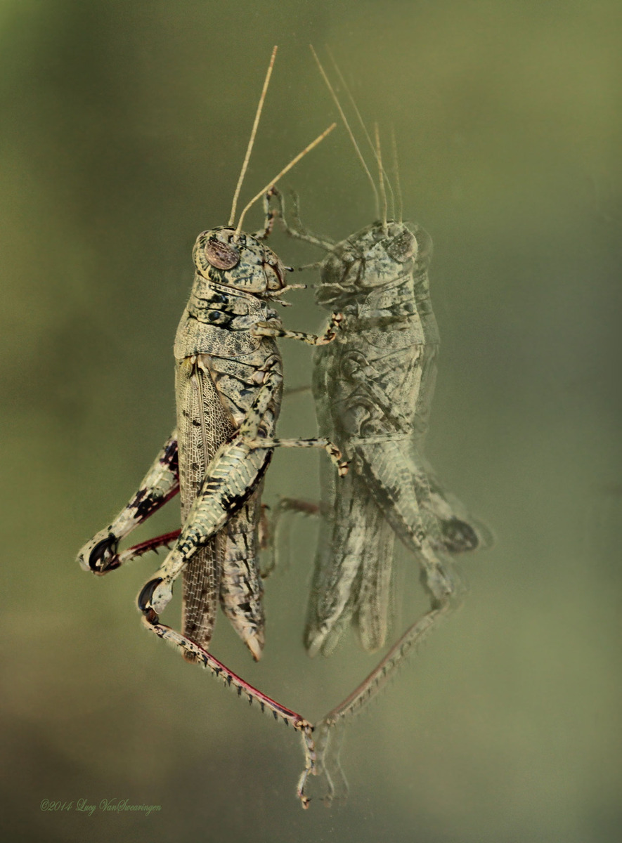 Camoflauged Reflections