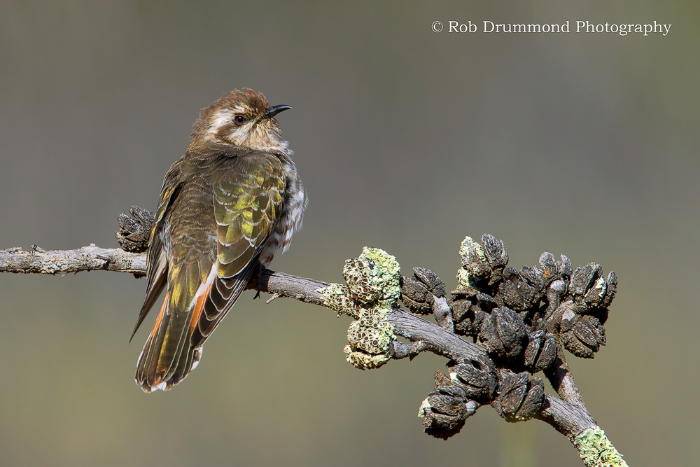  Bronze-cuckoo