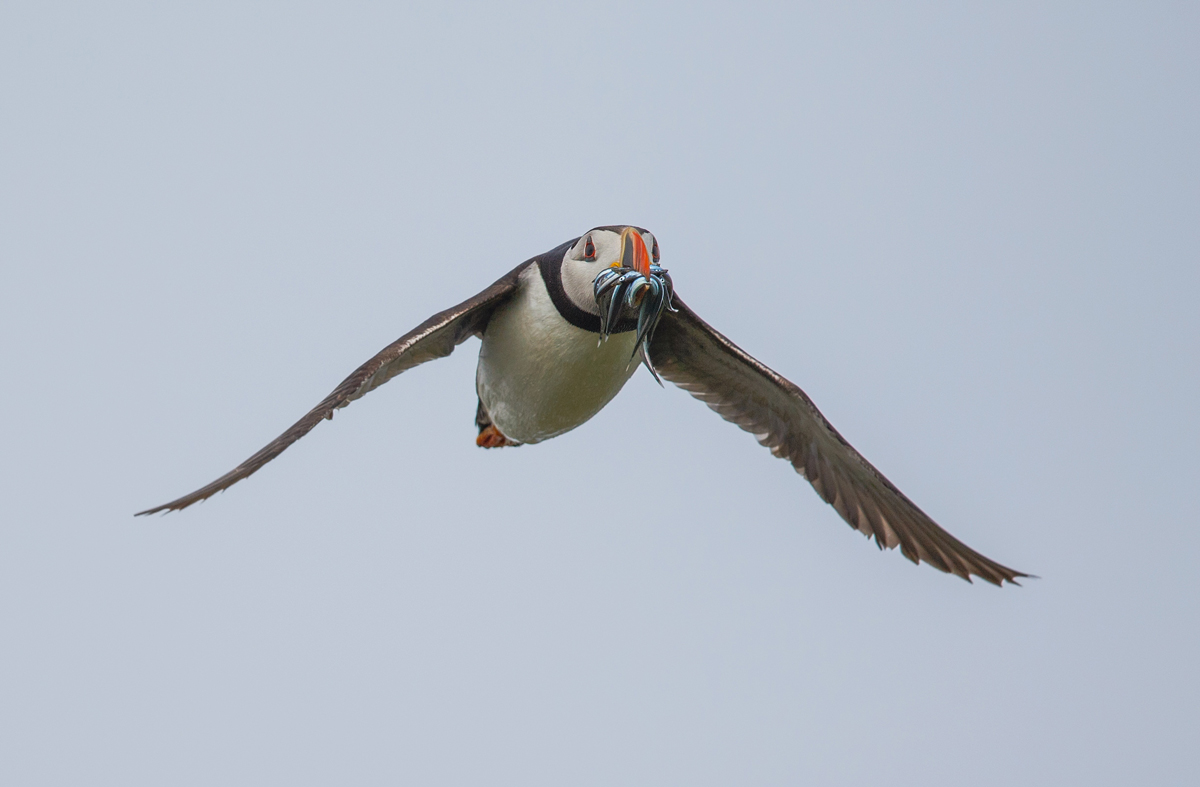 Hard working Puffin