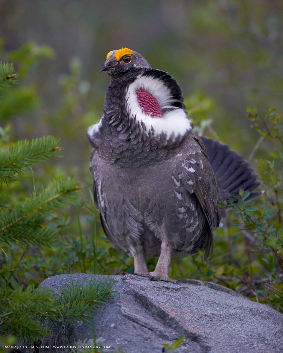 So close (Dusky Grouse)