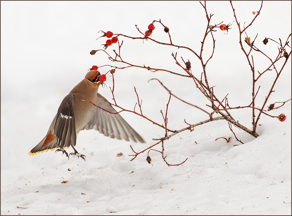 Jumping Waxwing