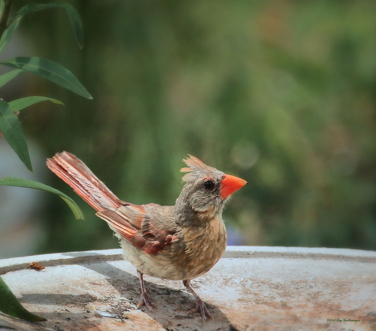 Little Feather...