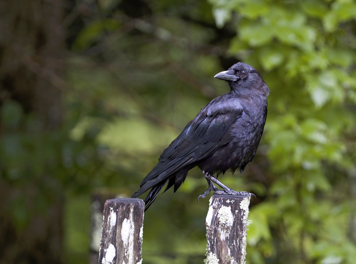 Smoky Raven
