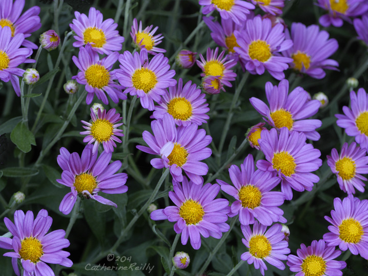 Asters and Ant