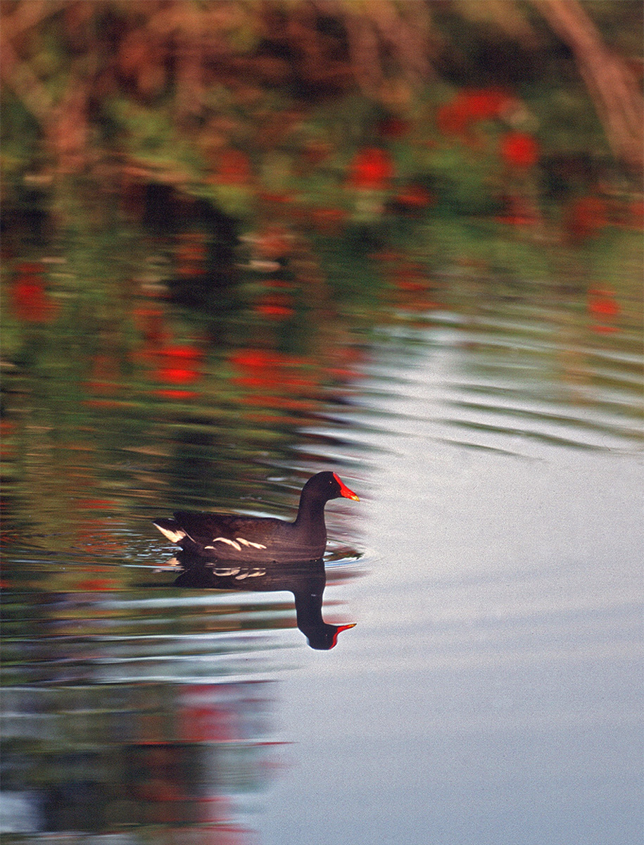 Moor Hen 