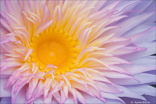 Medusa Waterlily ?