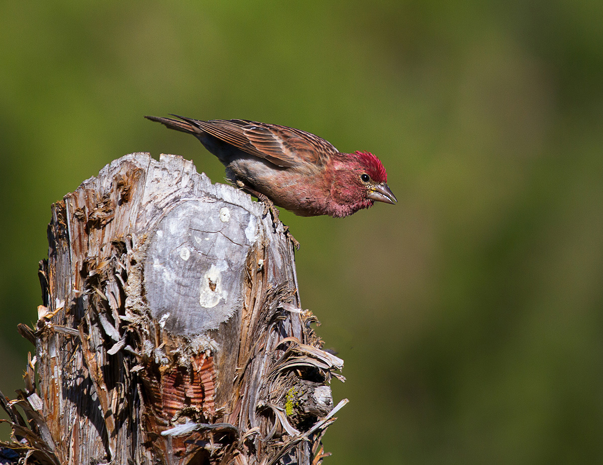 Cassin's Finch