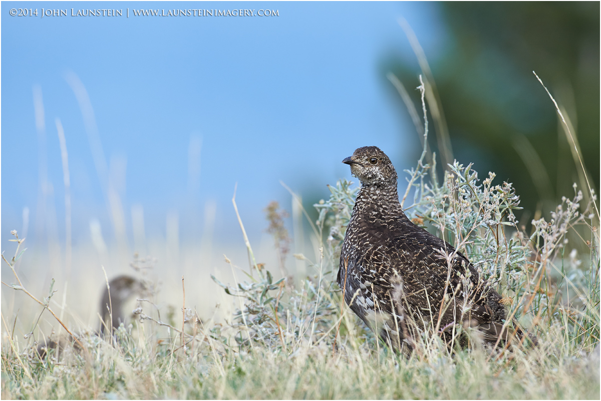 Spruce Grouse Hen