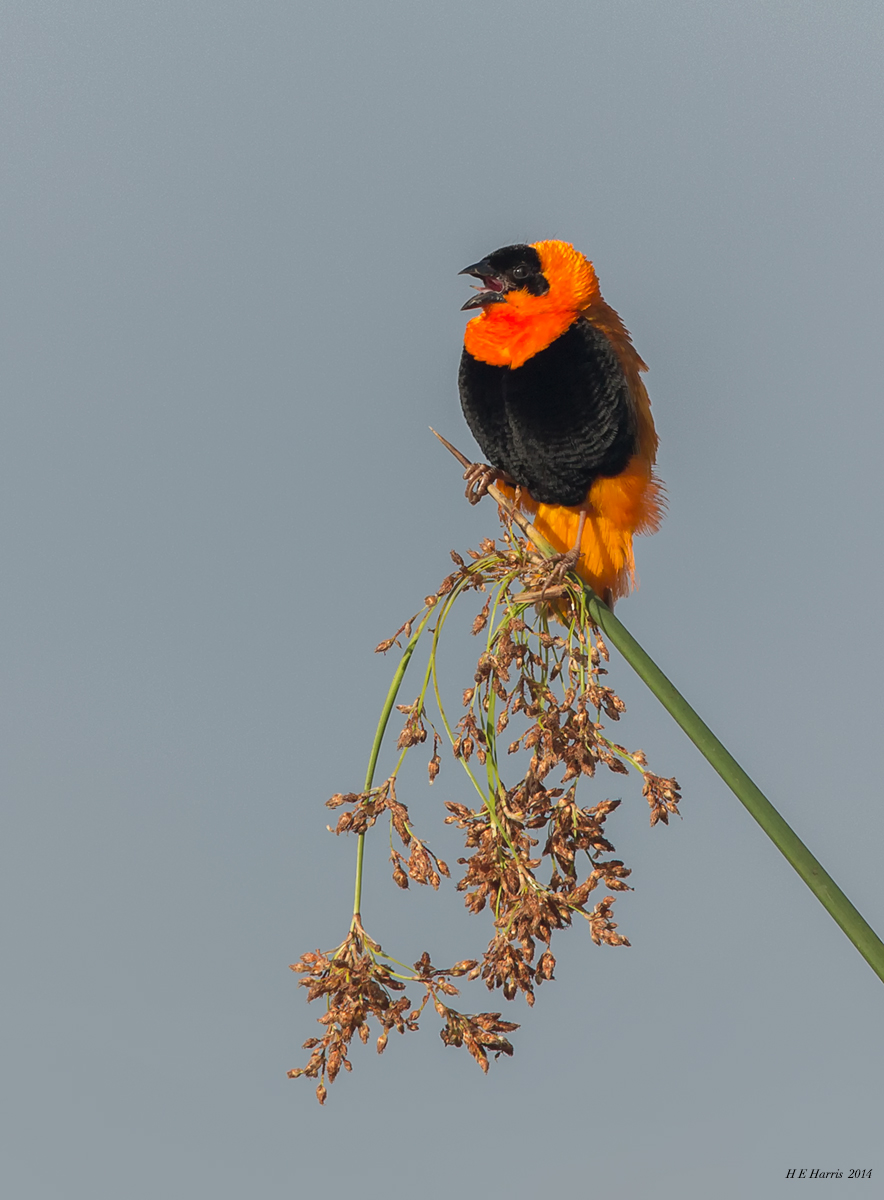 Orange Bishop