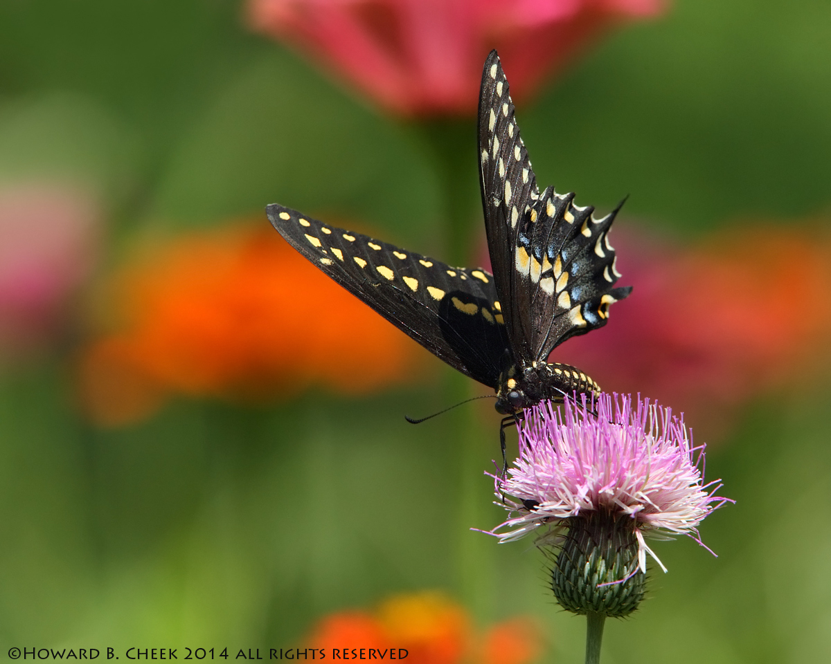 Black Swallowtail Redux