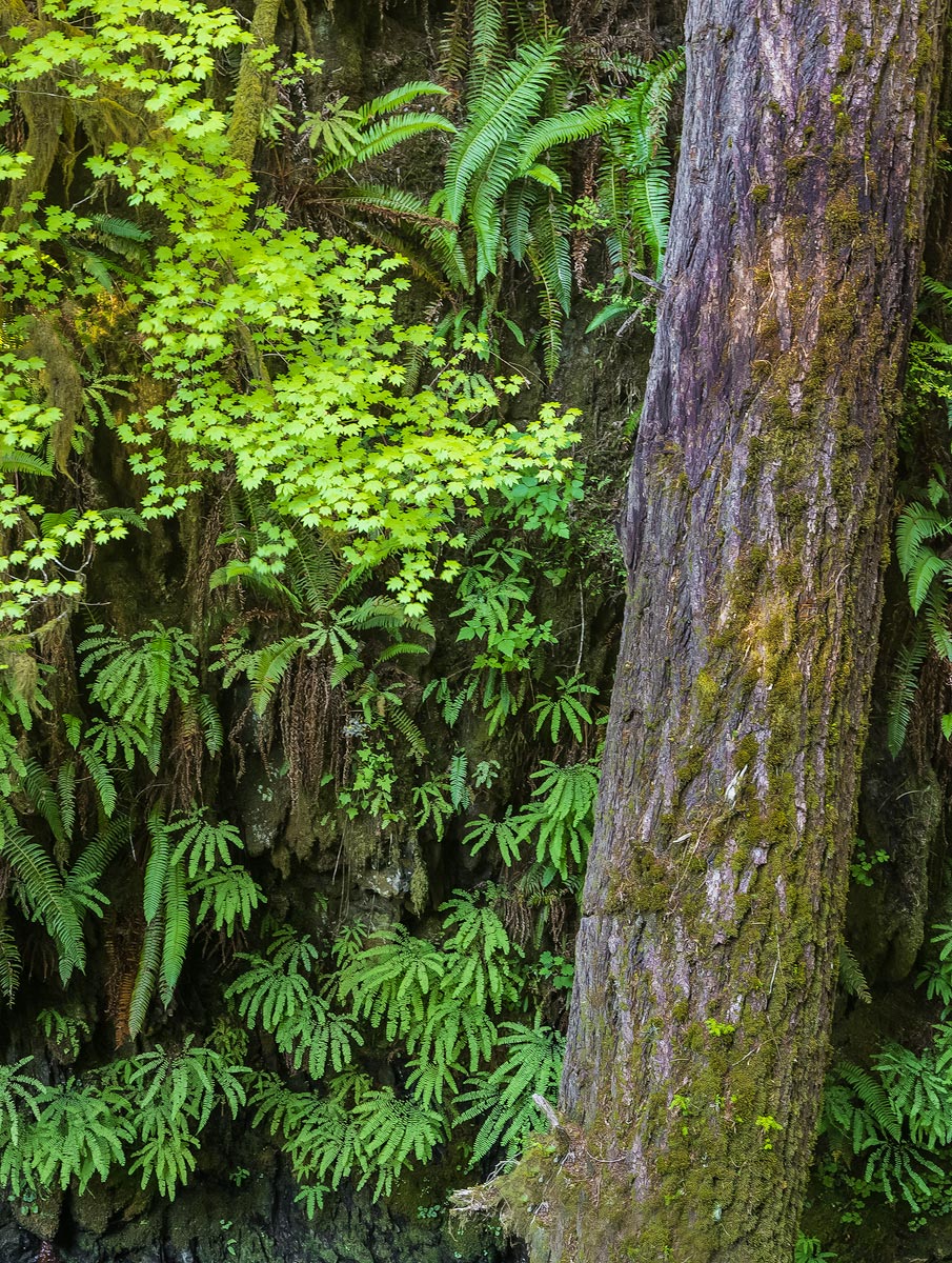 Ferns & leaves (& tree)