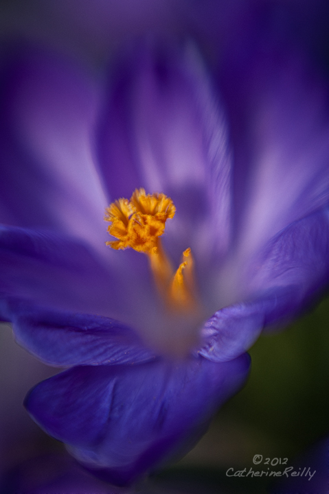 Purple Glow