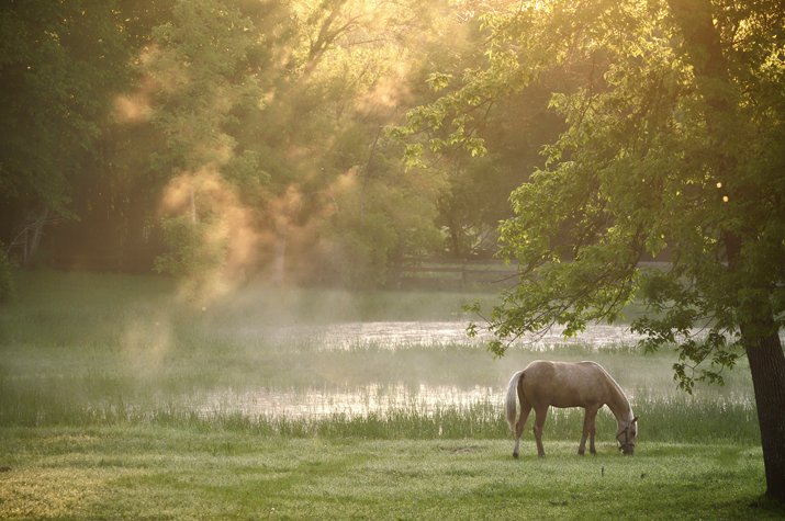 Misty Morning