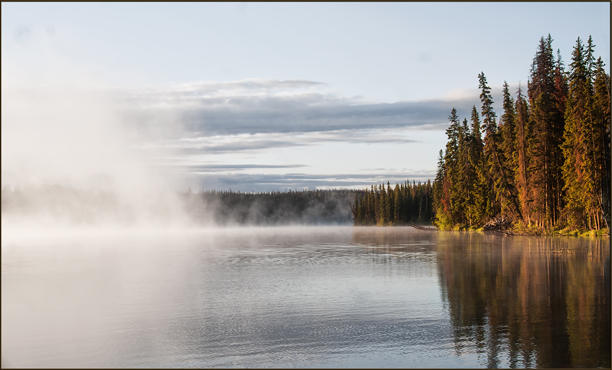 WC: FOG