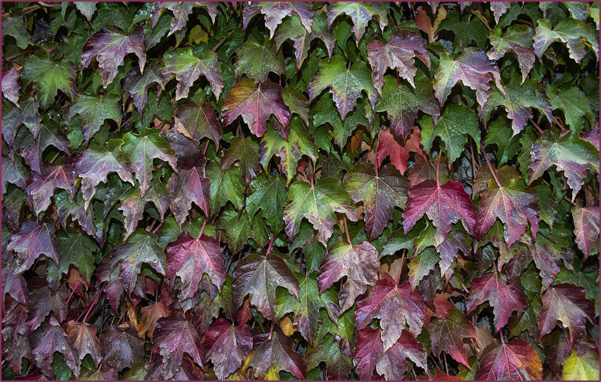 Ivy