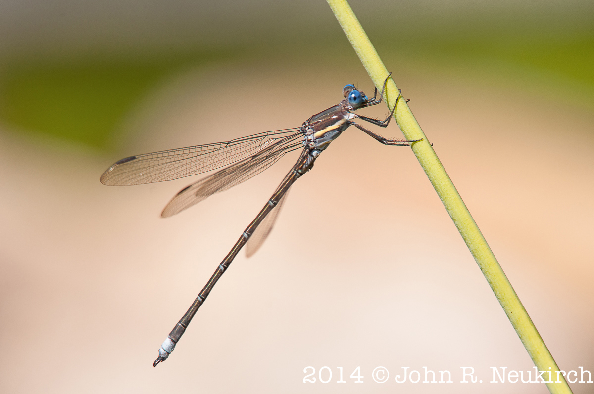 Damselfly ID?