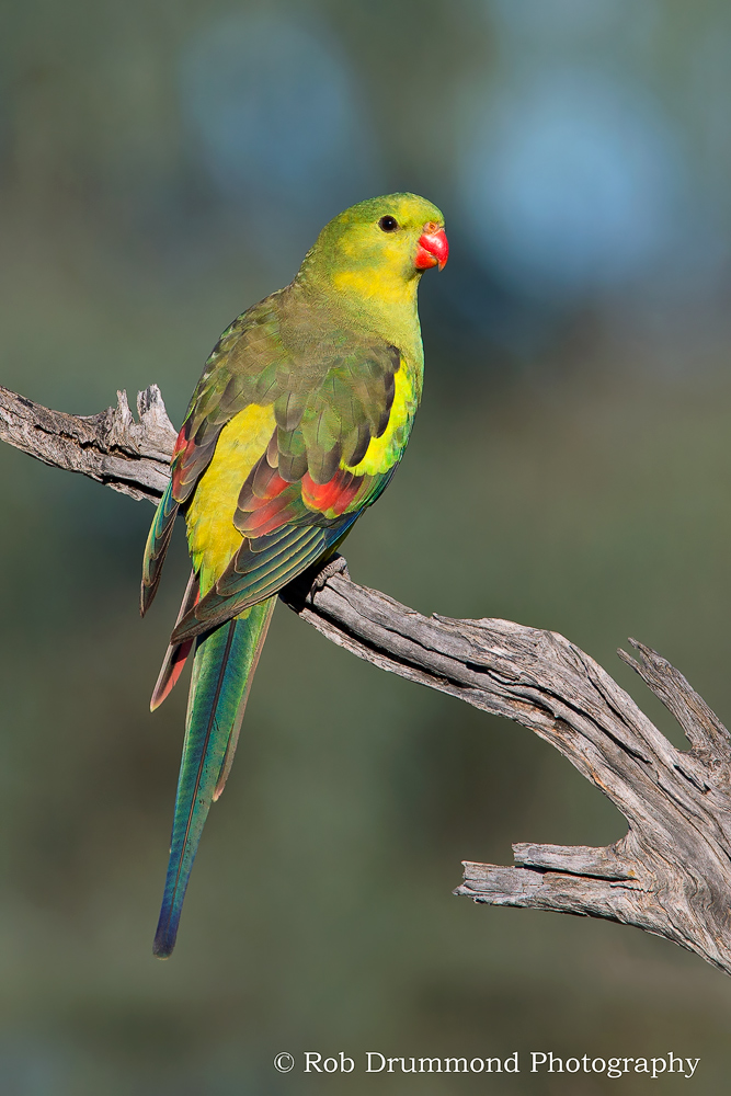 Regent Parrot