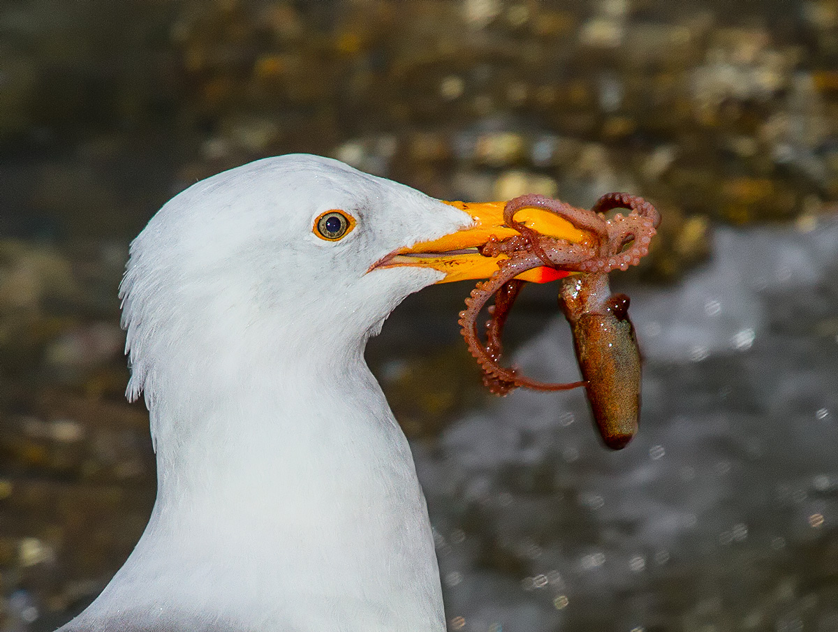 Gull and Squid