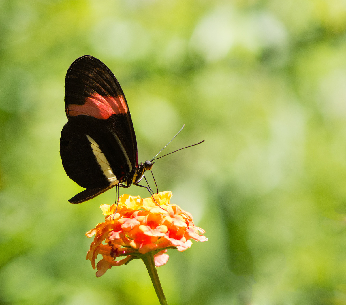 Captive Beauty