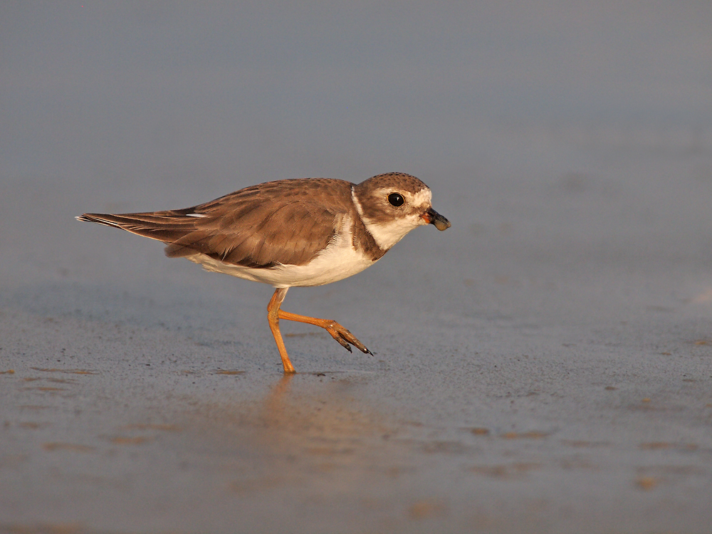 Semipalmated Plover