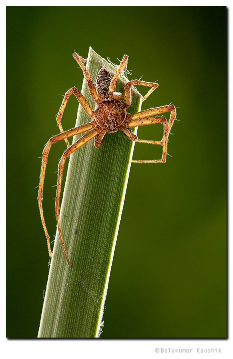 Spider