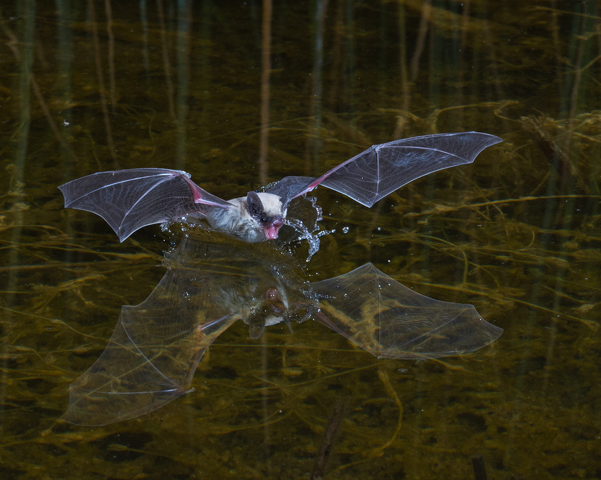Canyon Bat