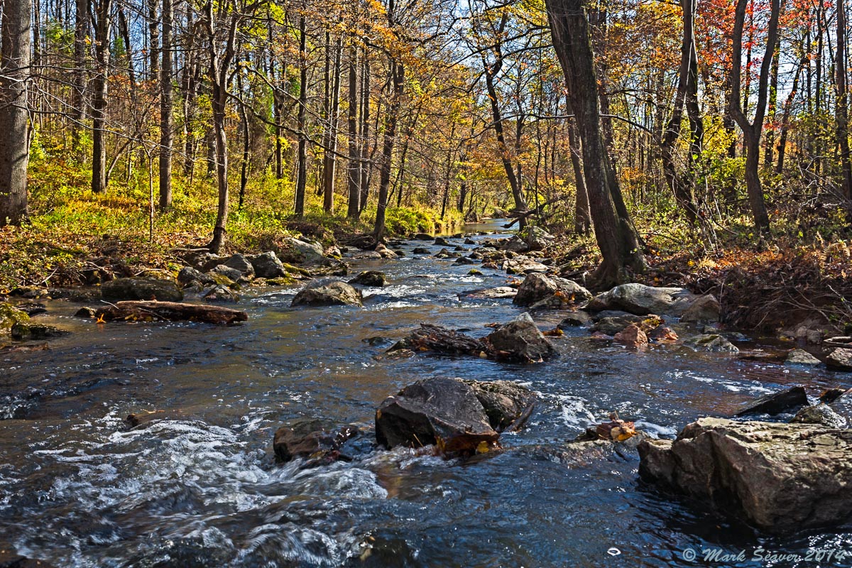 Fall Reverie
