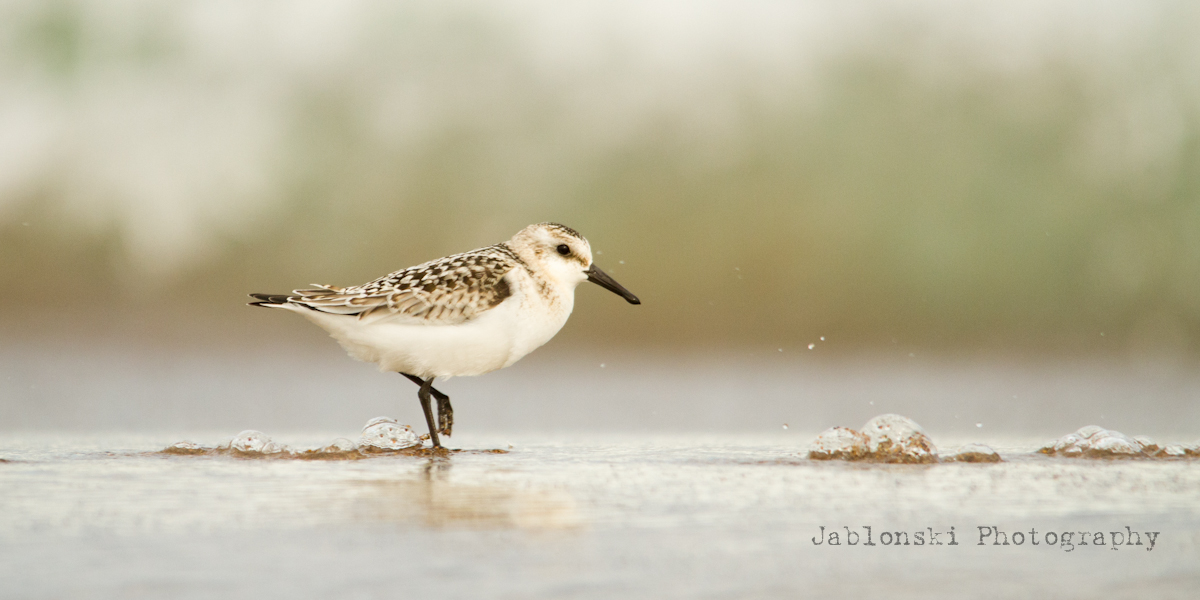 Sanderling