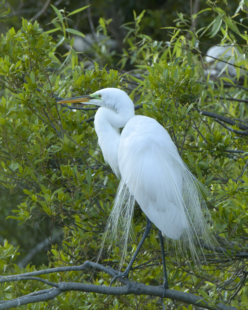 Great Egret at it's best