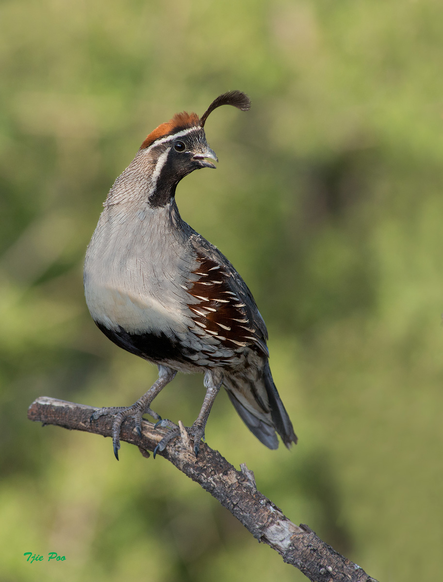 Gambel's Quail
