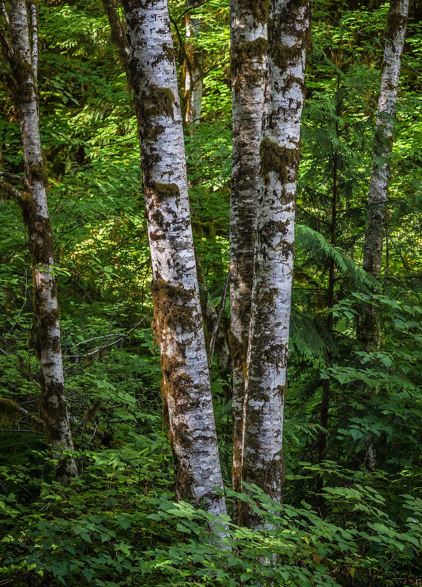 Moss on the bark.