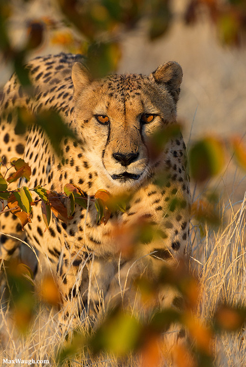 Cheetah