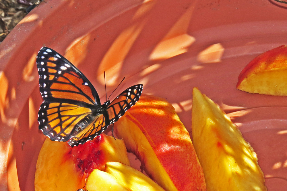 Monarchs need help+ repost