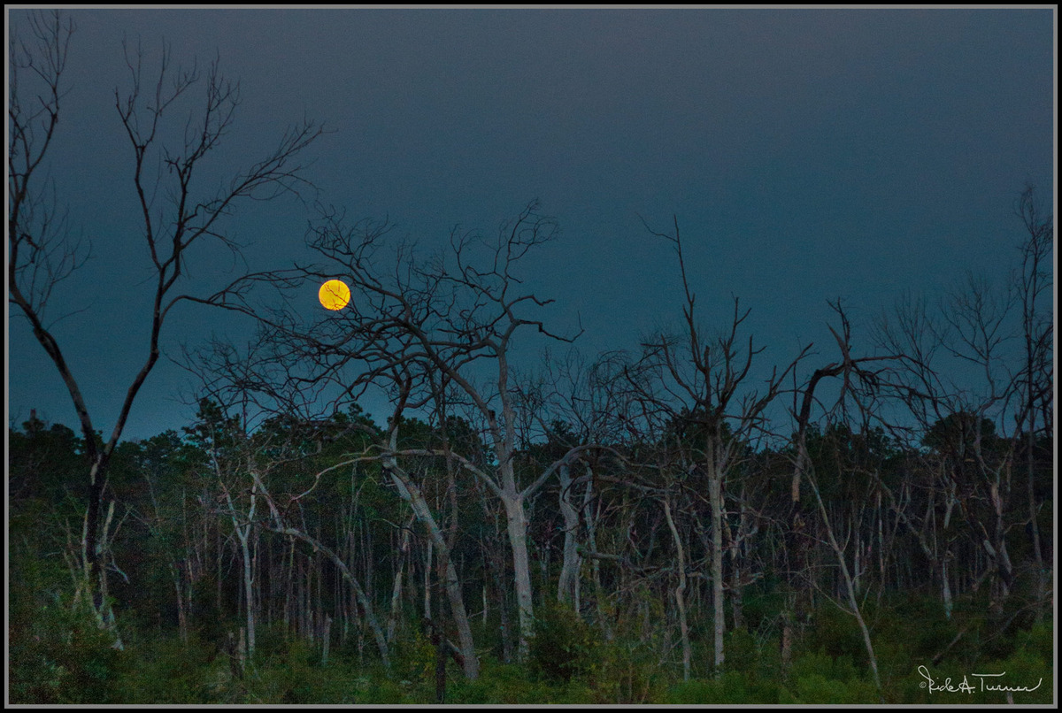 Harvest Moon Burnt fores