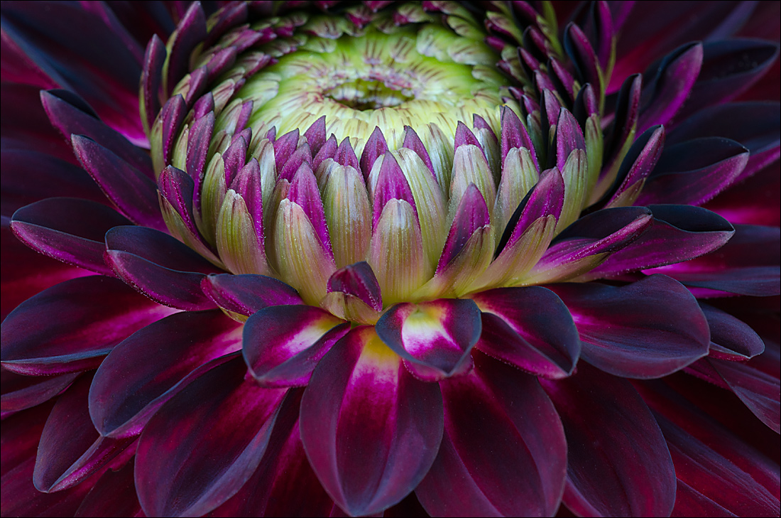 Dahlia 3