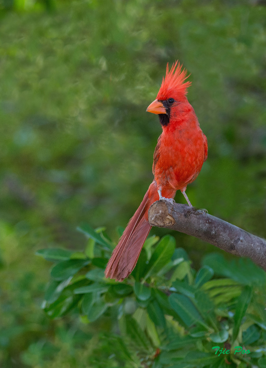 Northern Cardinal