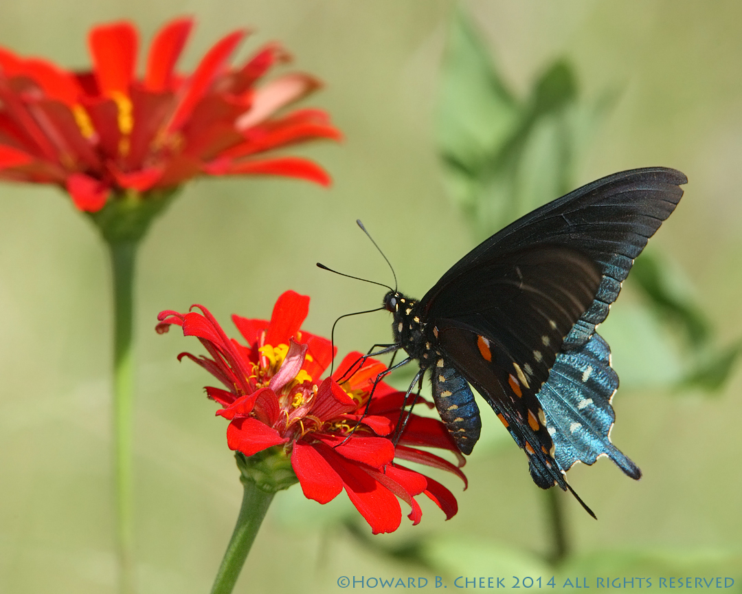 Blue  Swallowtail 