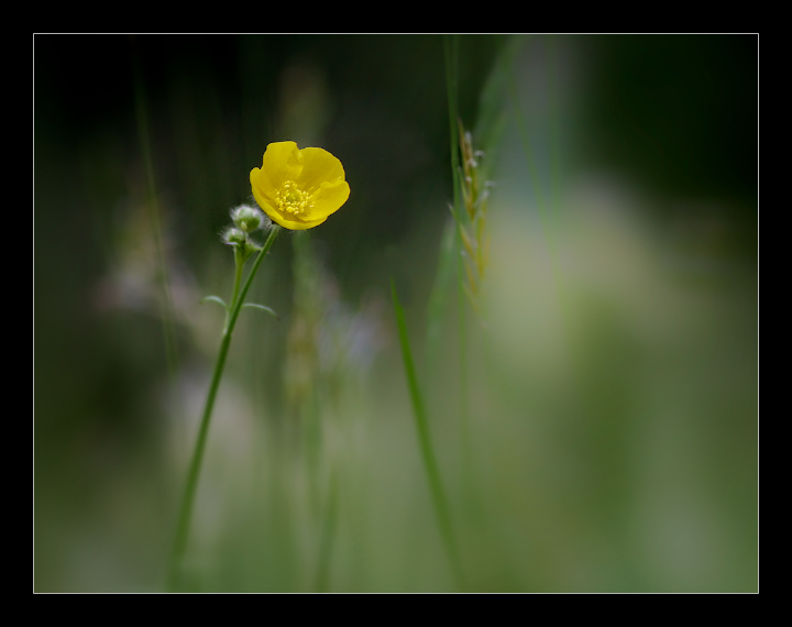 Solitary Buttercup