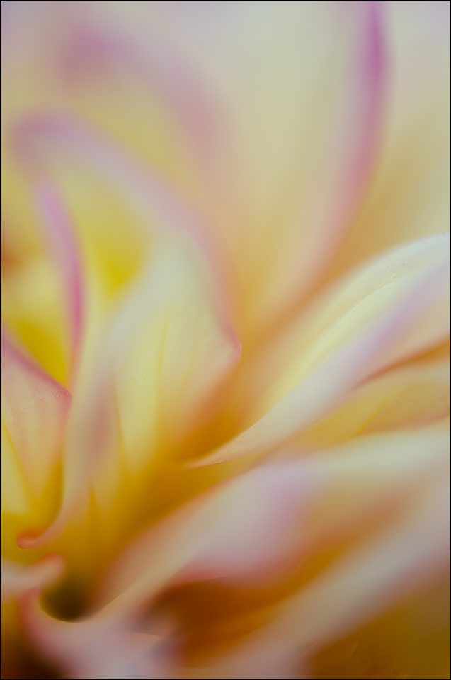 Dahlia 4