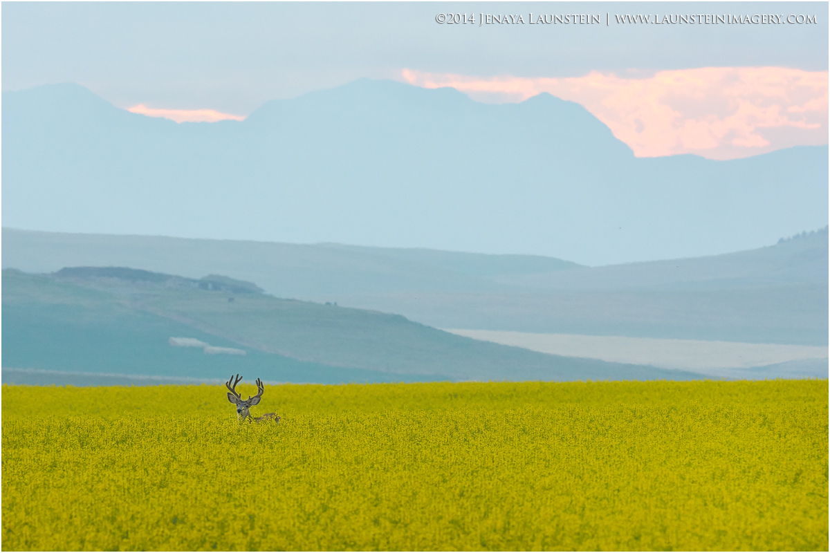 Scenic Mulie