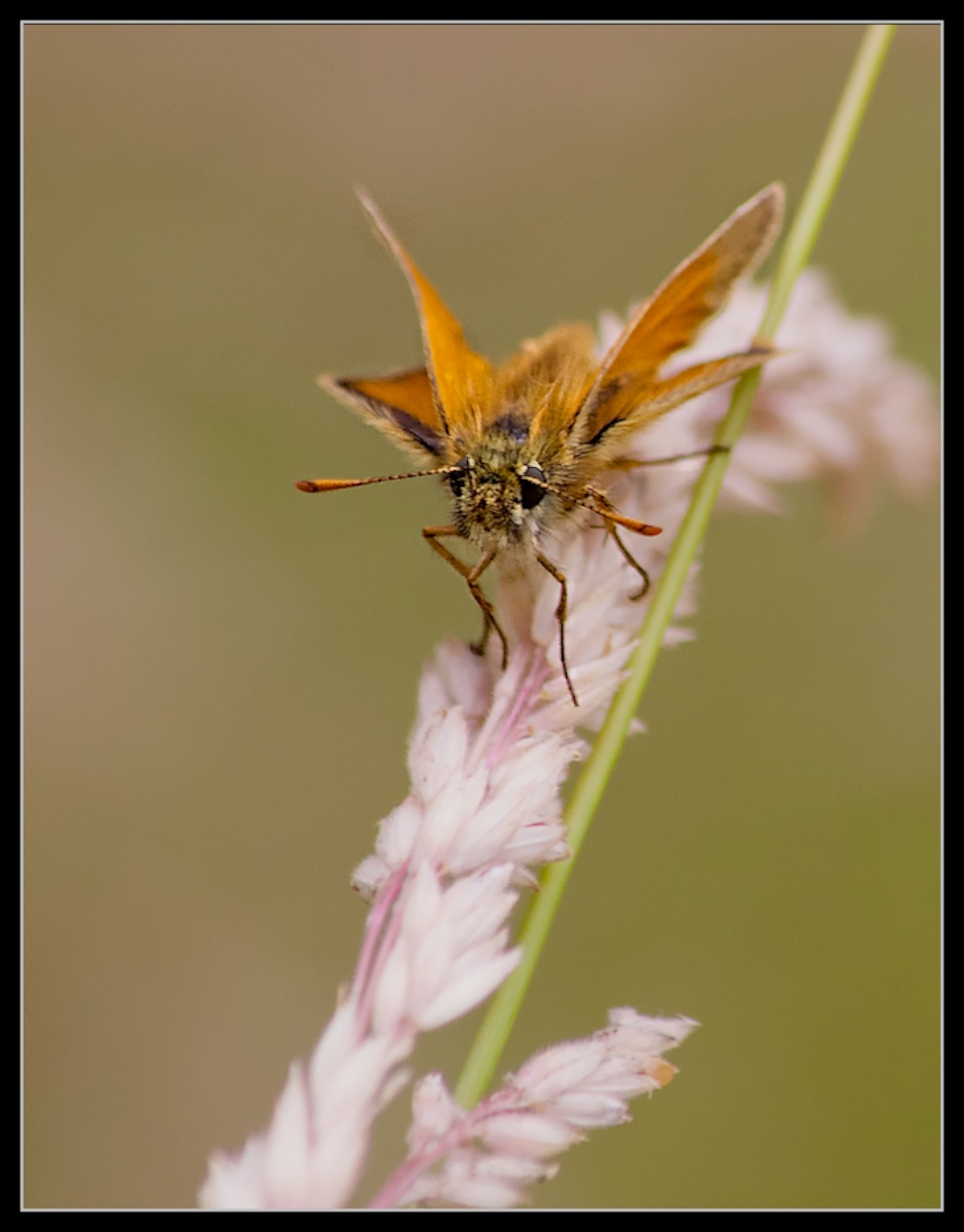 Skipper on Grass