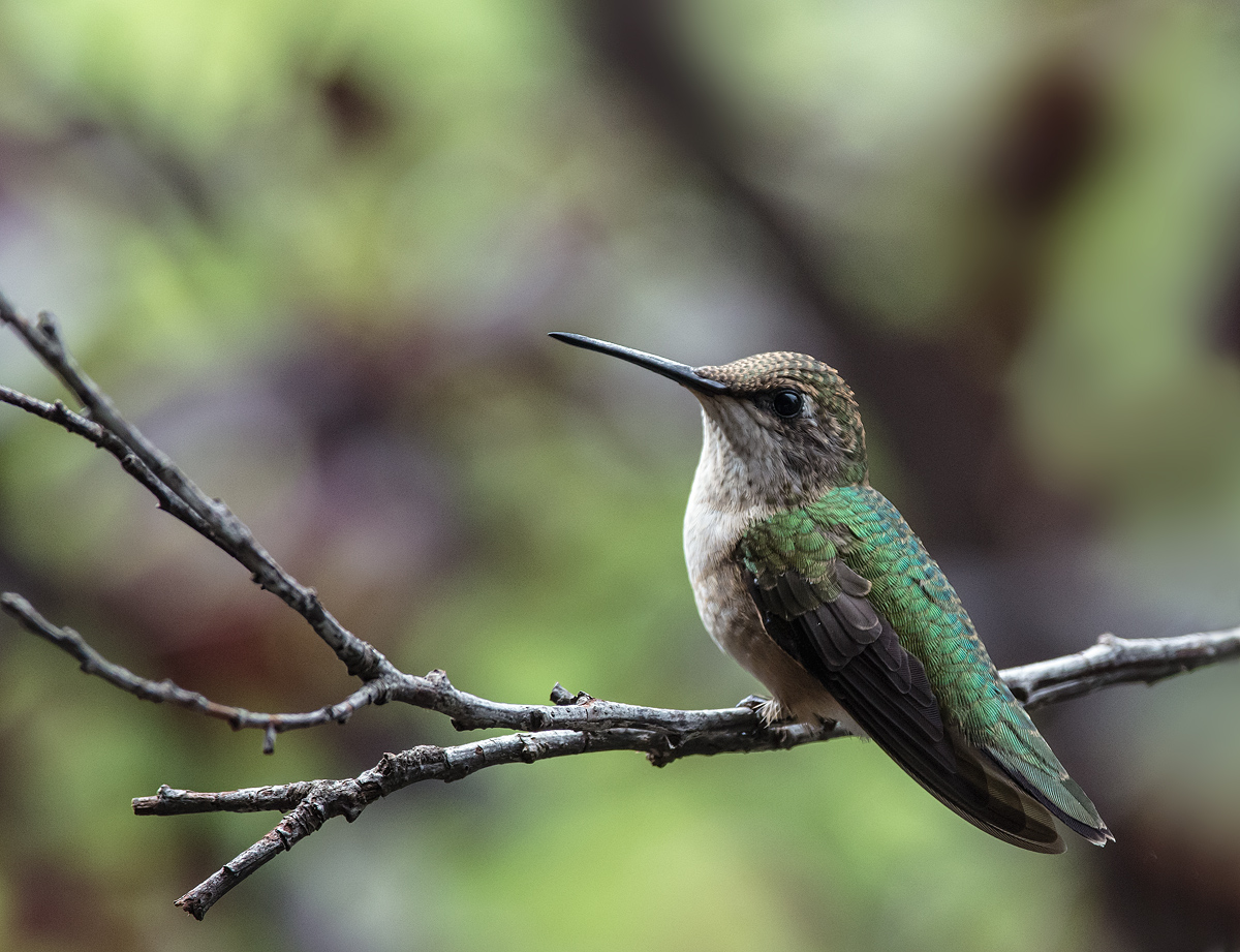 Another Hummer..........