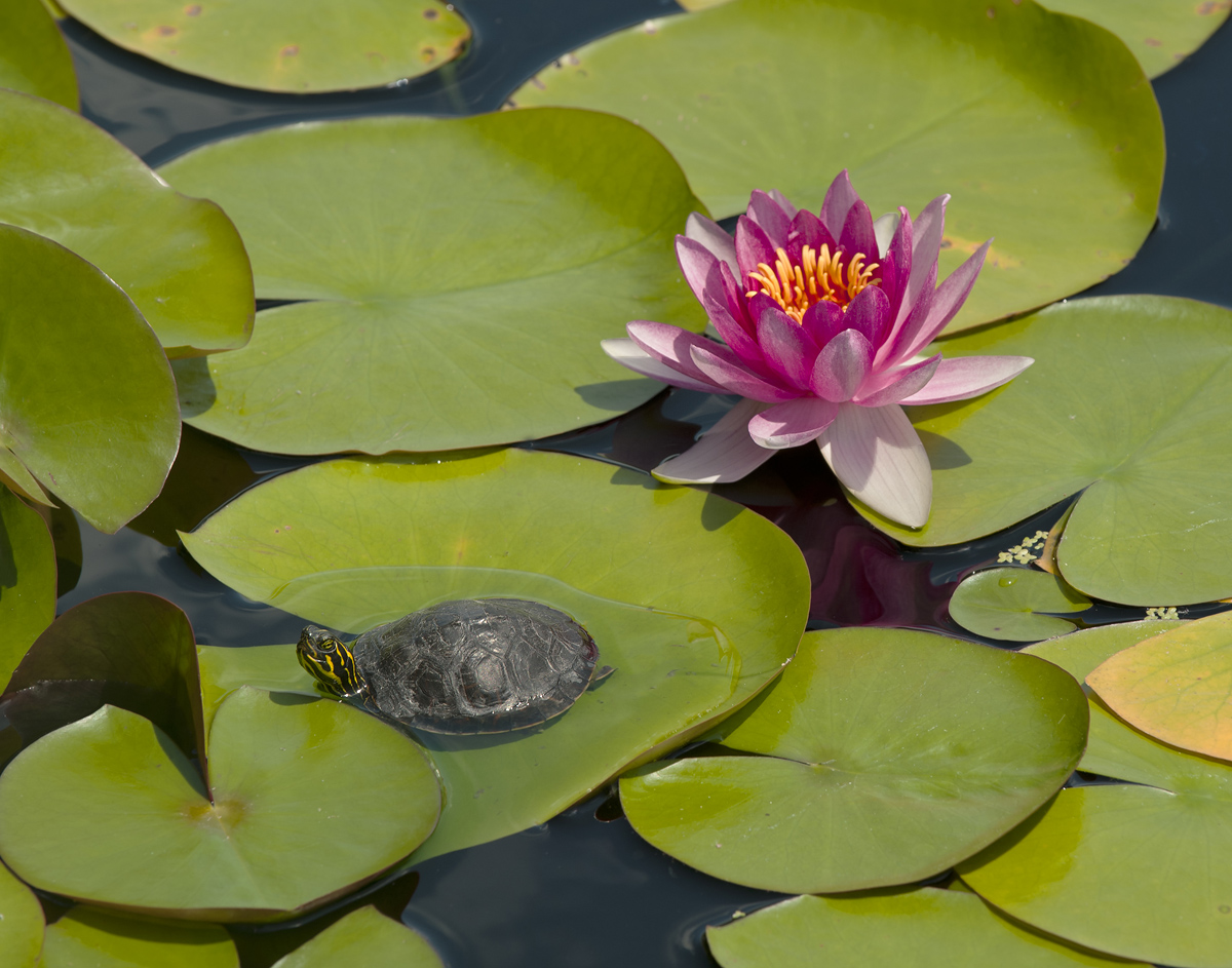 Lilly and friend