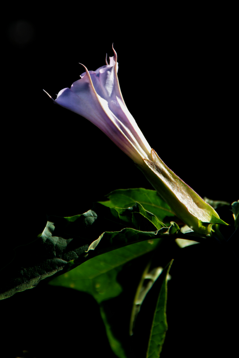 Moon flower bloom