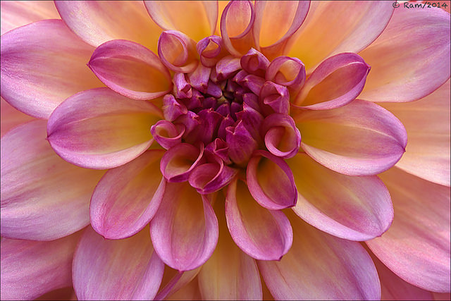 Dahlia