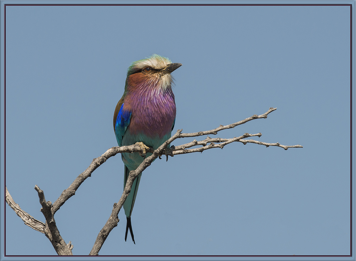 Lilac-Breasted Roller
