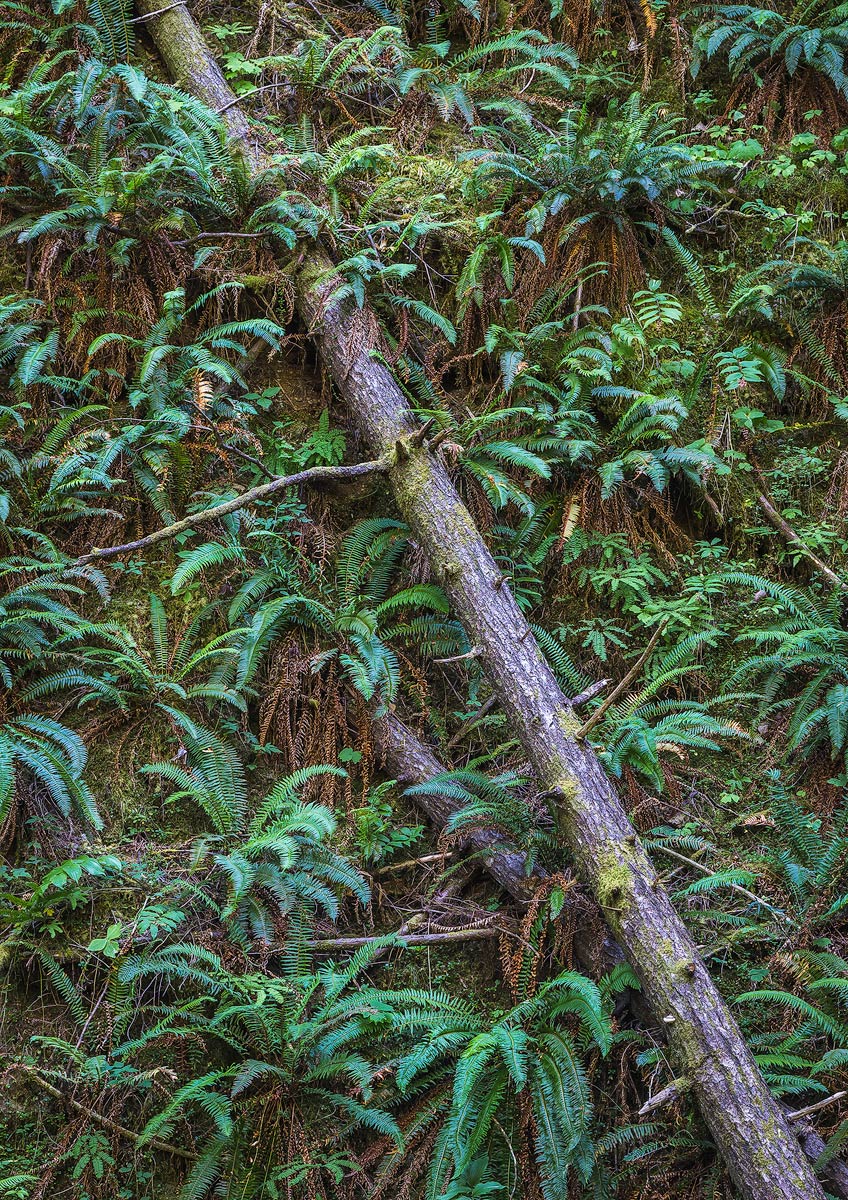 Wall of ferns with tree.