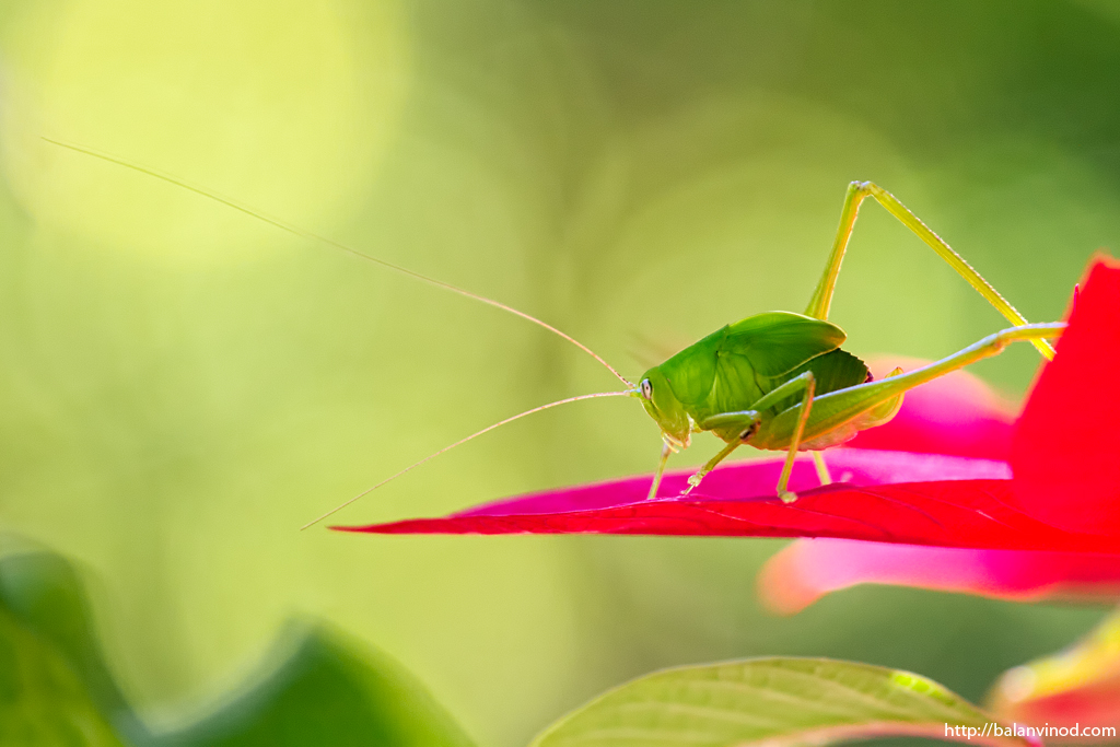 Bush Cricket
